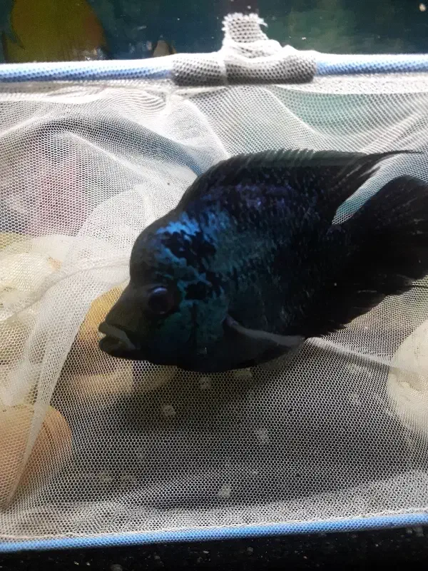 ماهی فلاور|ماهی|تبریز, |دیوار