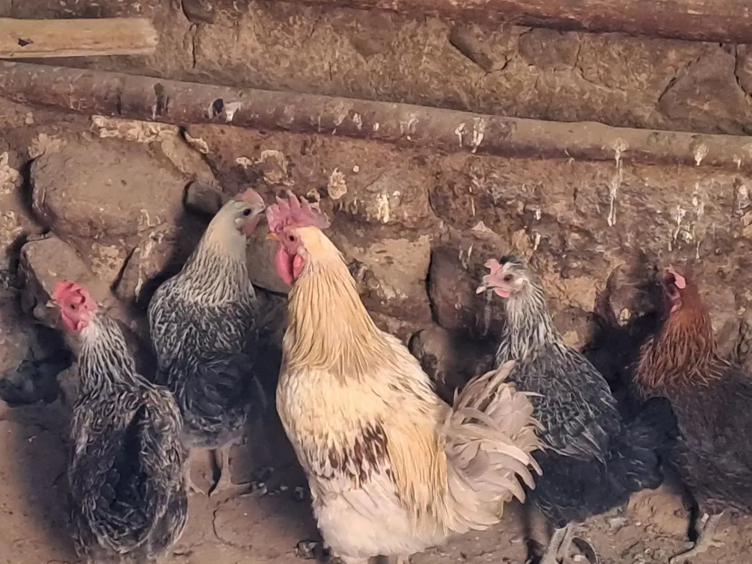 مرغ محلی|حیوانات مزرعه|کلیائی, |دیوار