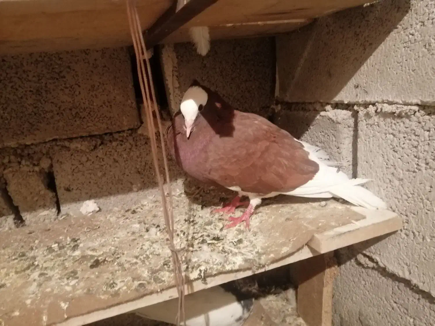 کبوتر کاغذی|پرنده|لنده, |دیوار