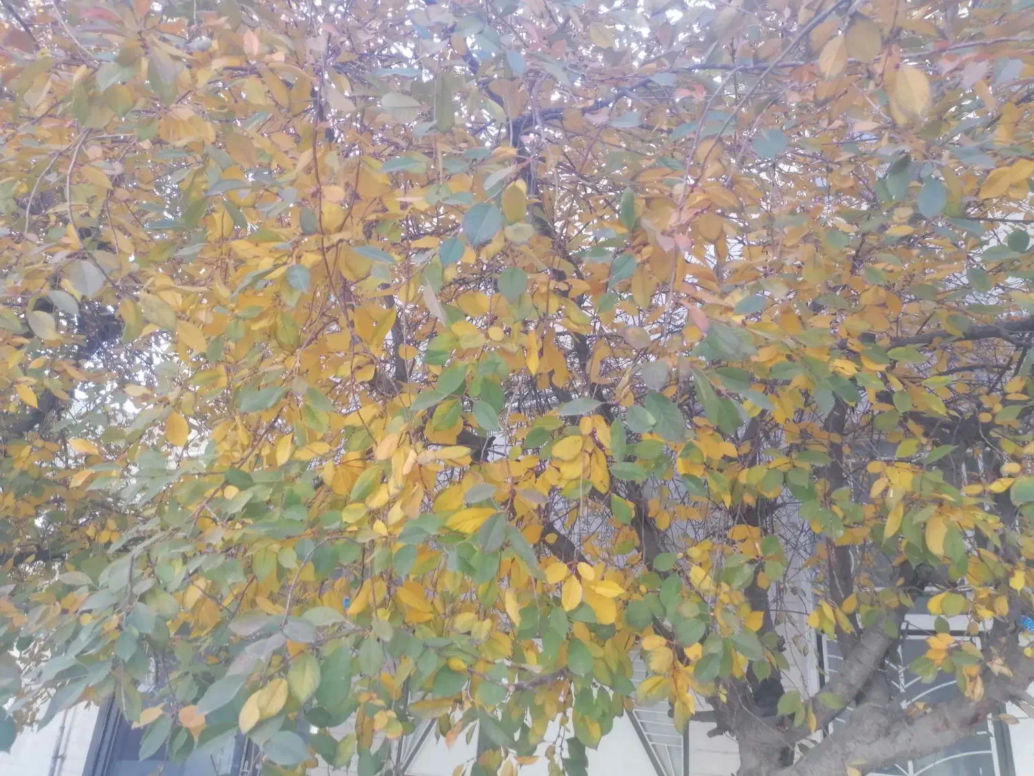 مغازه یا انباری|اجارهٔ مغازه و غرفه|سراب, |دیوار