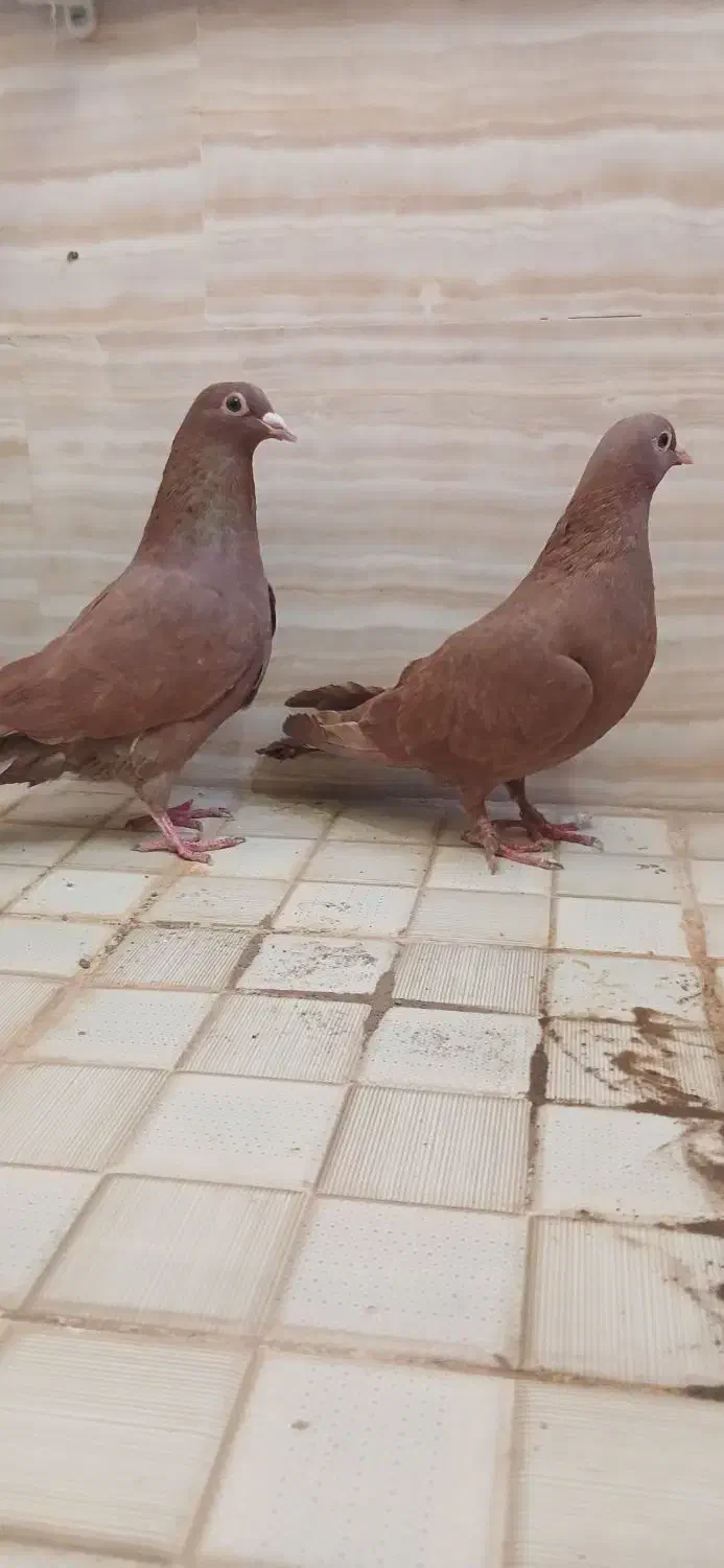 سرخ کرمونی و ساده سیاه|پرنده|سبزوار, باهنر|دیوار