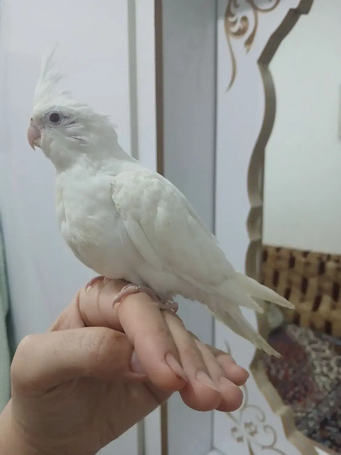 عروس پاریس|پرنده|سوسنگرد, |دیوار