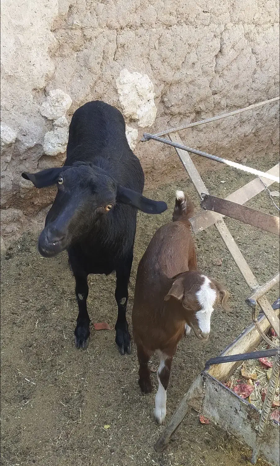 بز دورگ با بزغاله|حیوانات مزرعه|اسلامیه, |دیوار