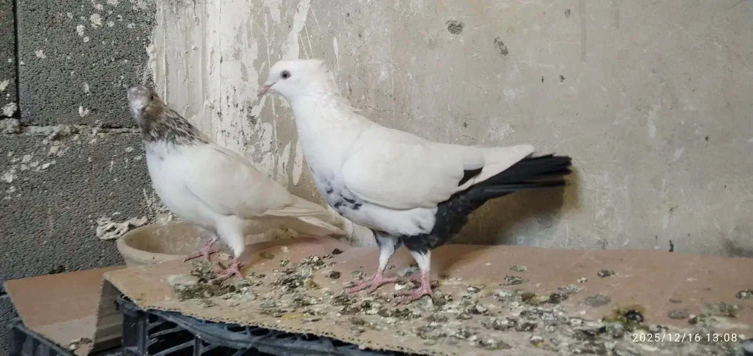 کبوتر ماده دم سیاه|پرنده|روانسر, |دیوار