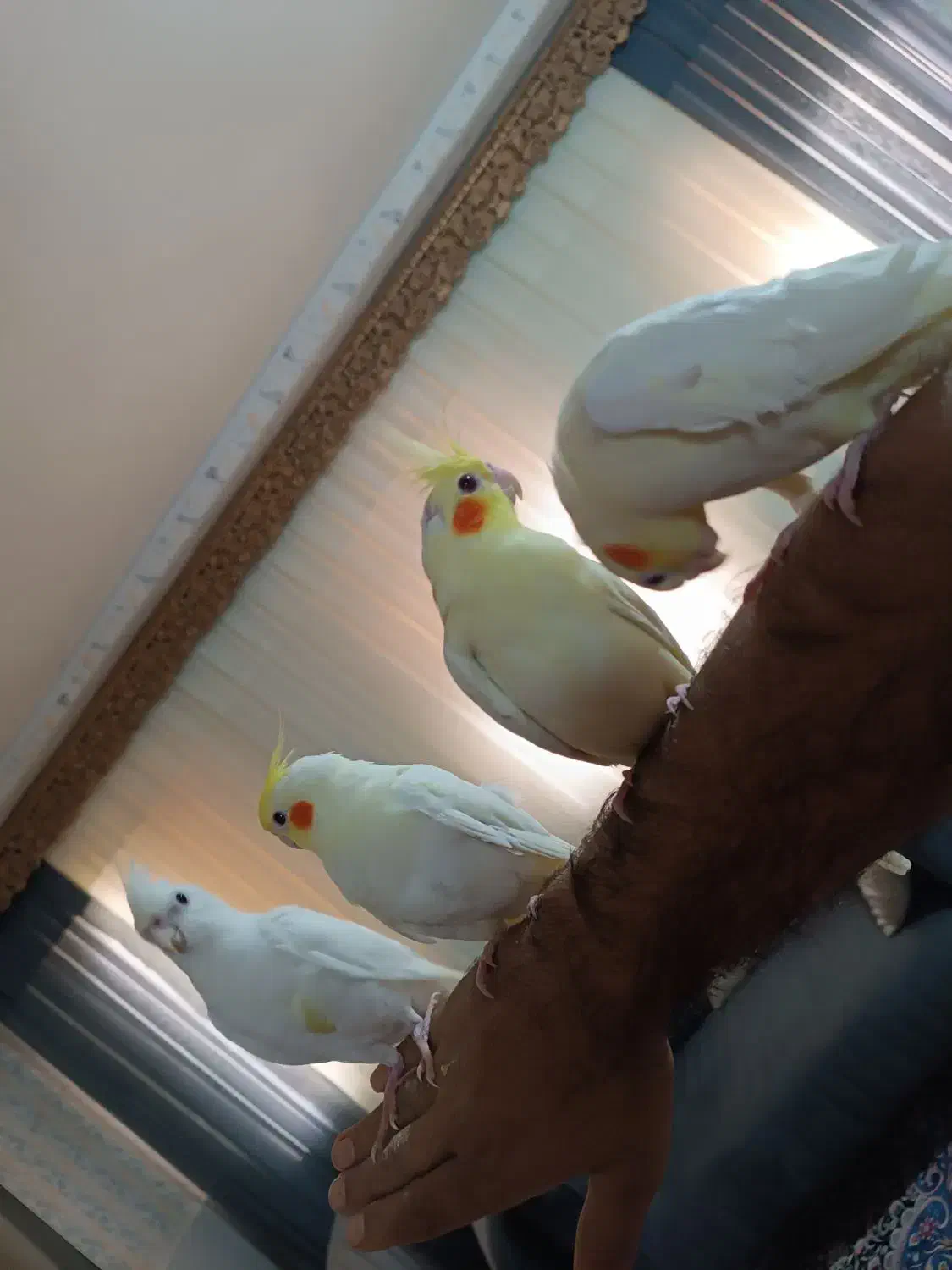 عروس هلندی آلبینو نر ولوتینو مولد وتکی|پرنده|بندرعباس, |دیوار