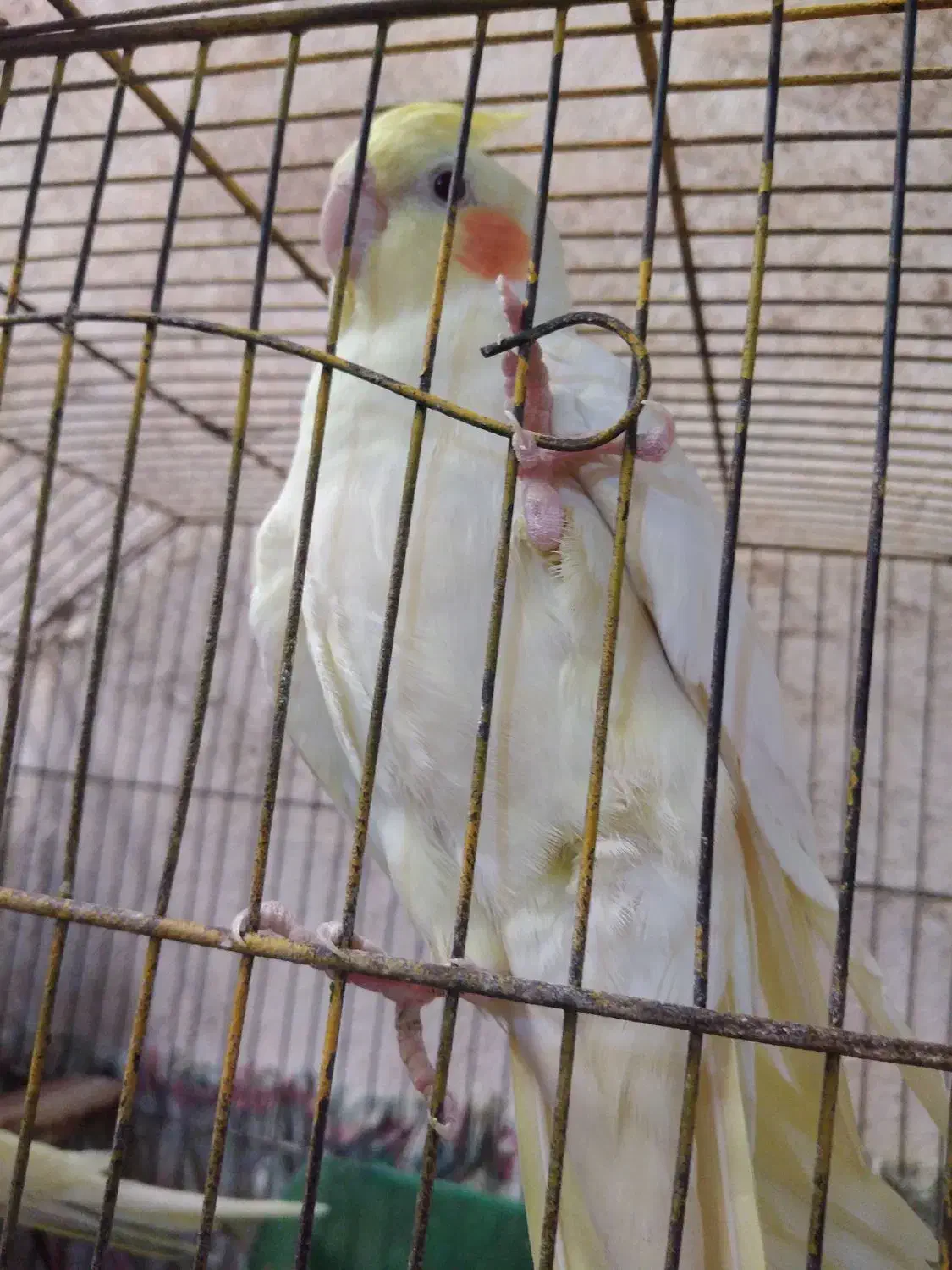 عروس هلندی نر|پرنده|بندر امام خمینی, |دیوار