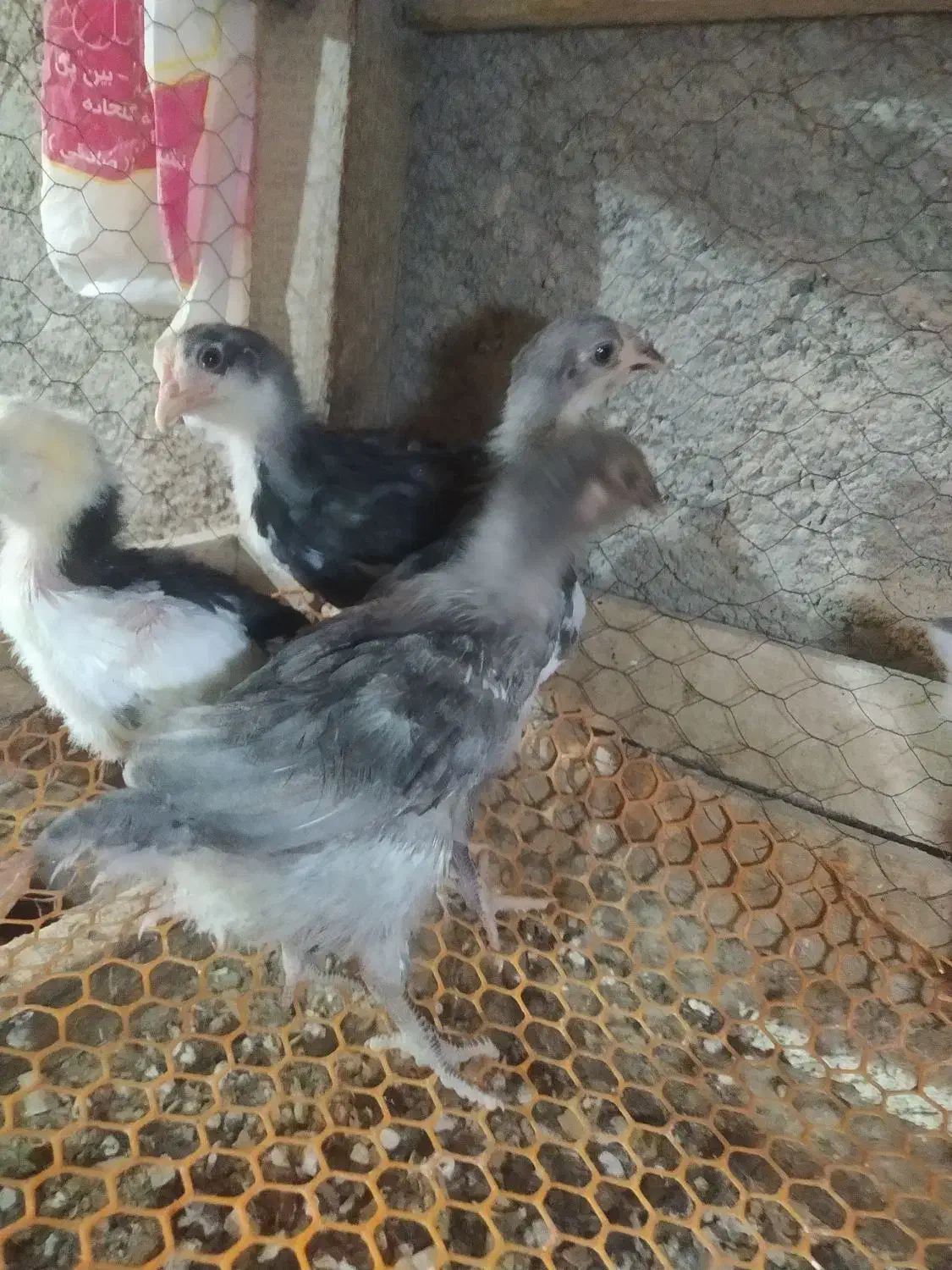 تخم مرغ نطفه دار گلین لری|حیوانات مزرعه|شهرضا, |دیوار