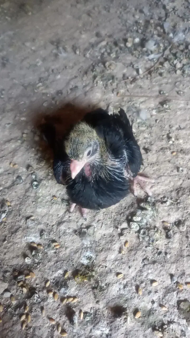 پشتدار فروشی|پرنده|کهنوج, |دیوار