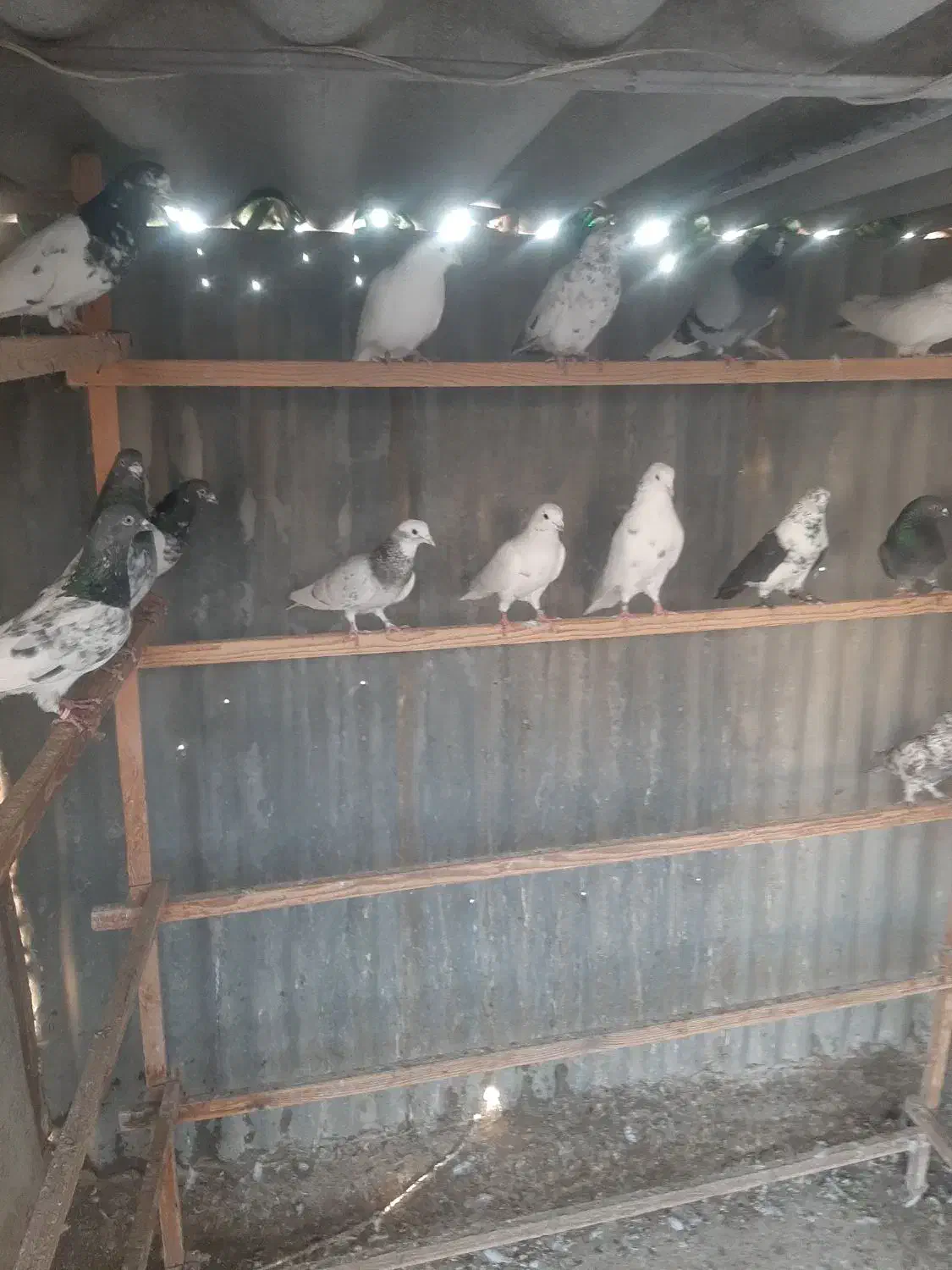 کبوتر پرشی|پرنده|تهران, والفجر (افسریه)|دیوار