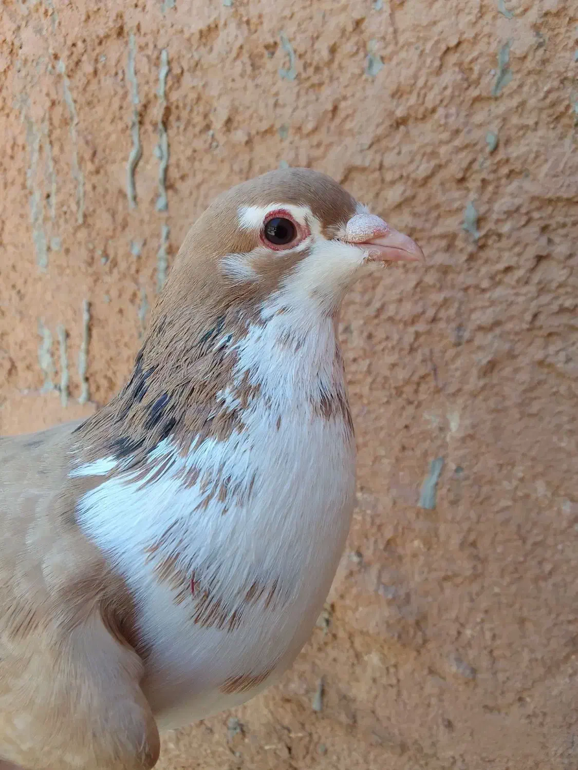 کبوتر|پرنده|کبودرآهنگ, |دیوار