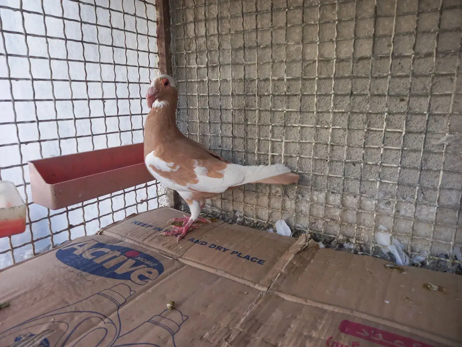 اسکندرون اصیل وارداتی جفت،کاریر نروماده اصیل|پرنده|مشهد, چاهشک|دیوار