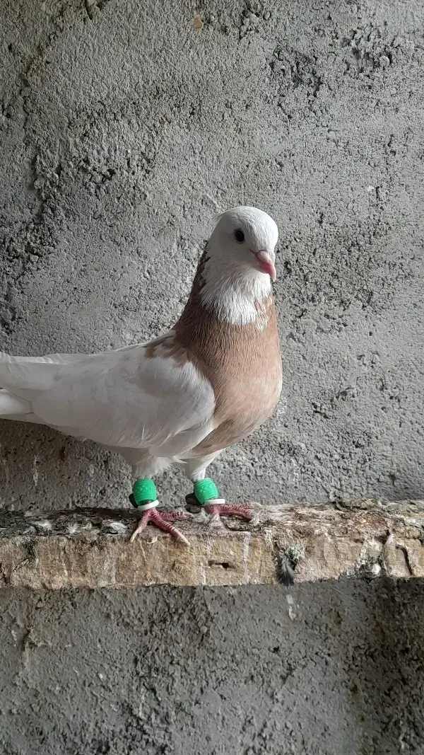 توقی|پرنده|باوی, |دیوار