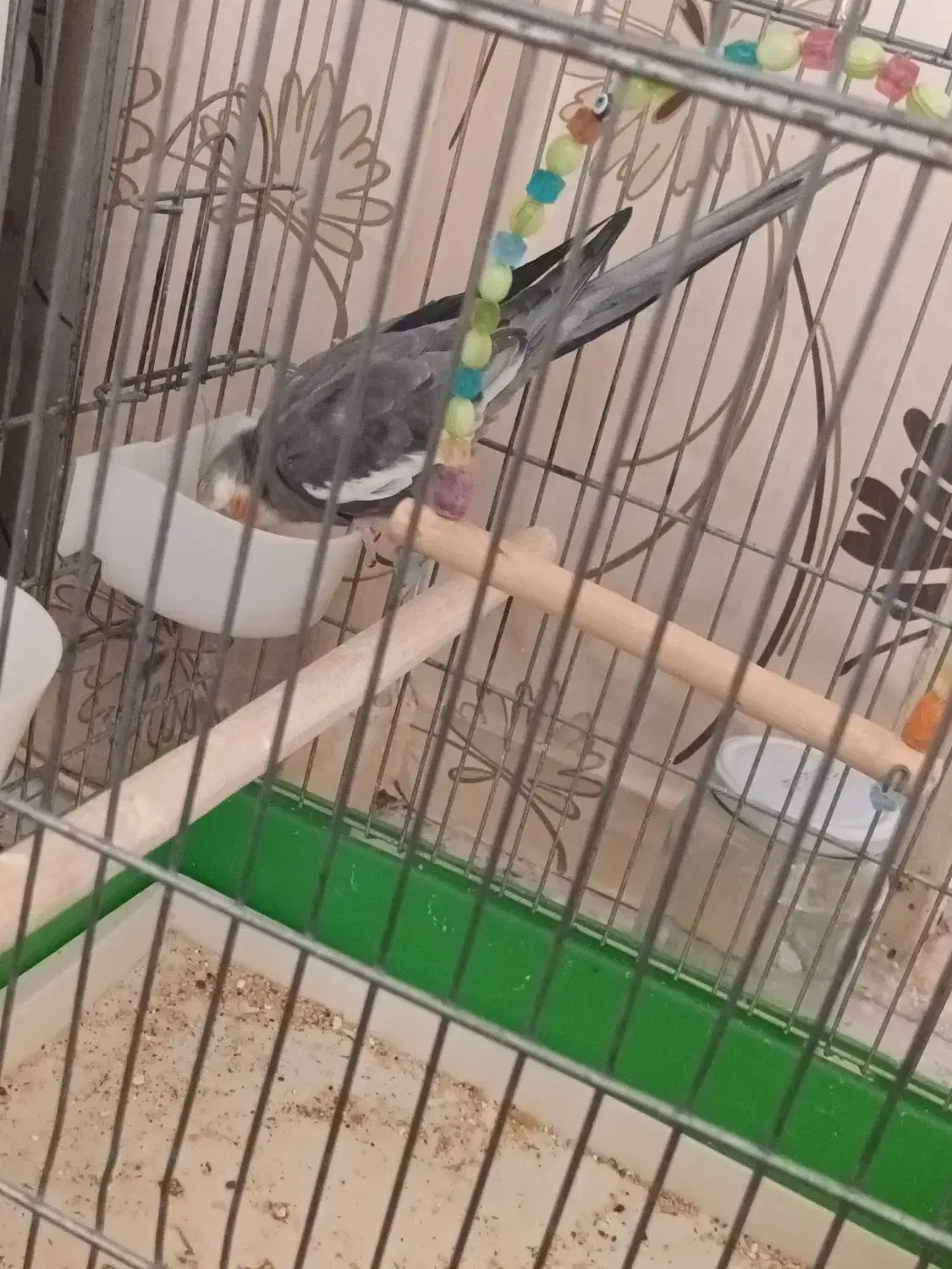 عروس هلندی نژاد سینامون نر|پرنده|کهریزک, |دیوار