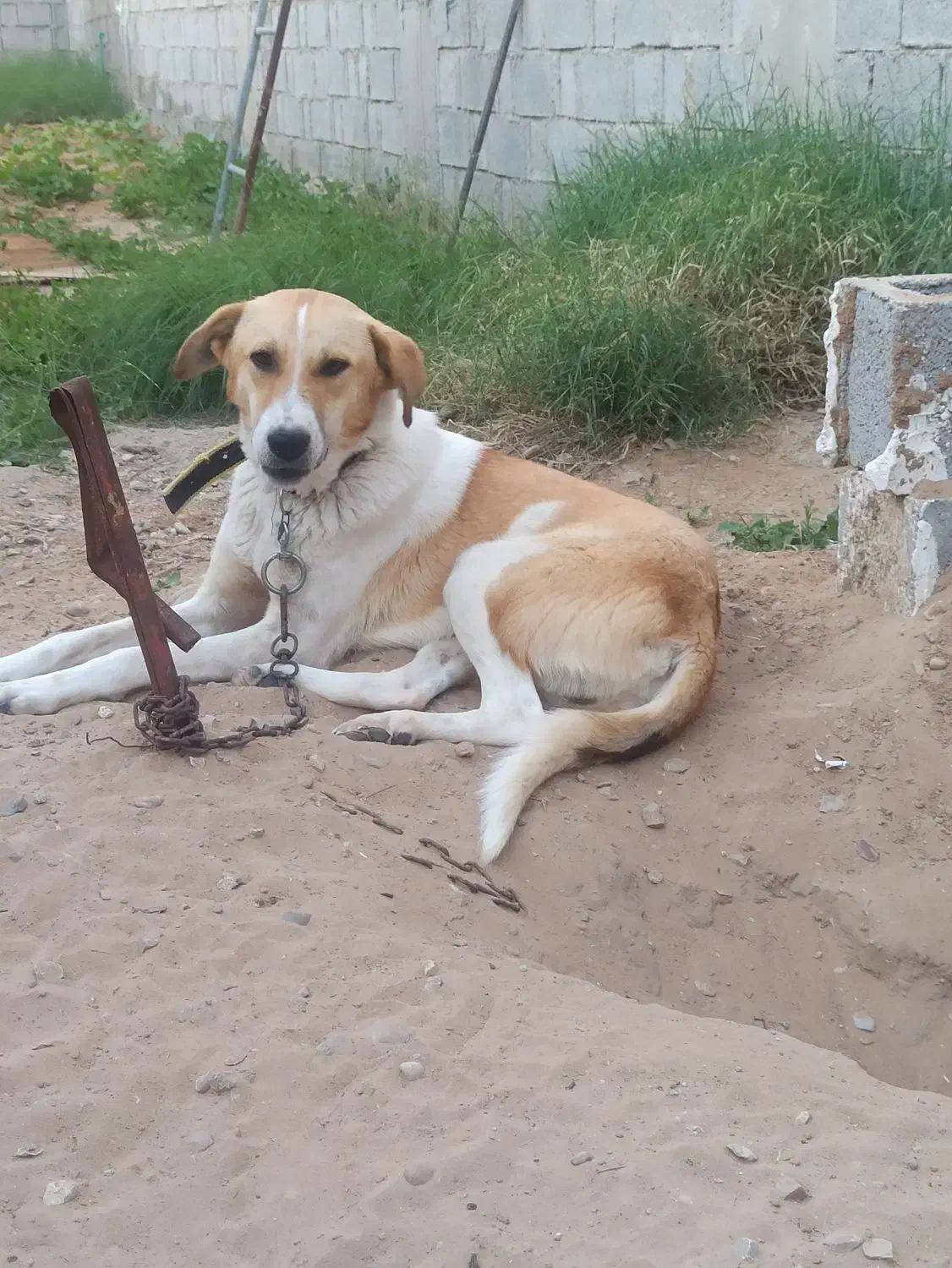 سگ خالی|سگ|سعدآباد, |دیوار