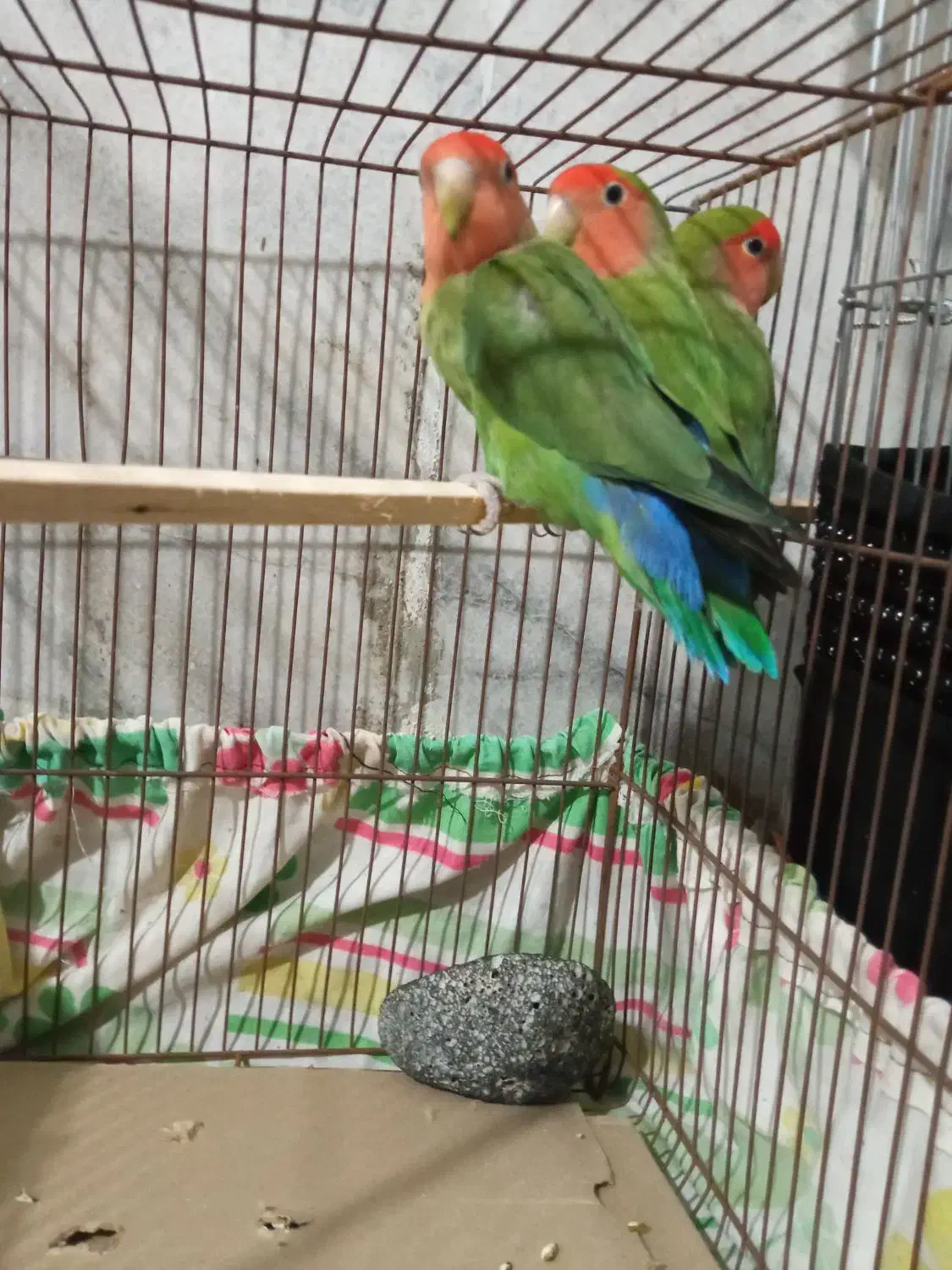 طوطی برزیلی|پرنده|کامیاران, |دیوار