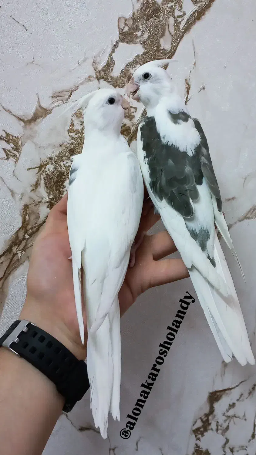 عروس هلندی( سالن ) فول اهلی|پرنده|خوی, |دیوار