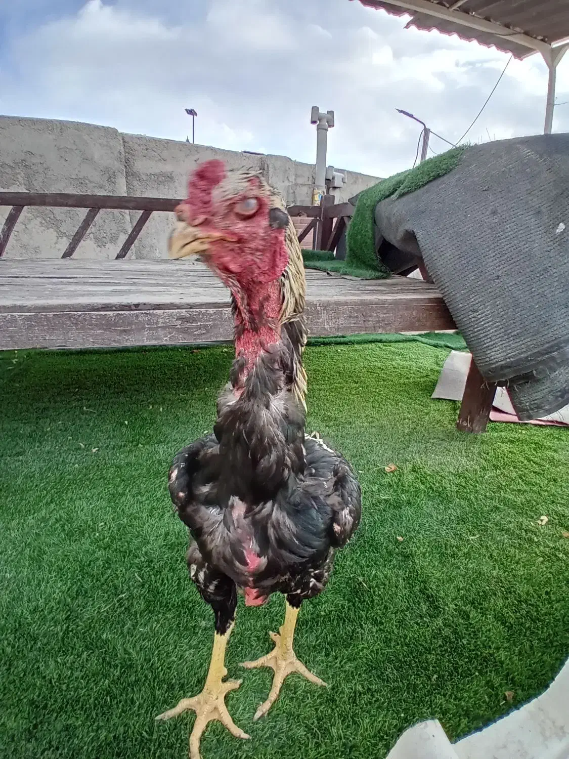 خروس لاری|حیوانات مزرعه|ماهدشت, |دیوار