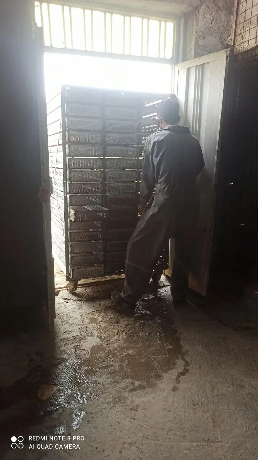 تخم نطفه دار بلدرچین|حیوانات مزرعه|خمینیشهر, |دیوار