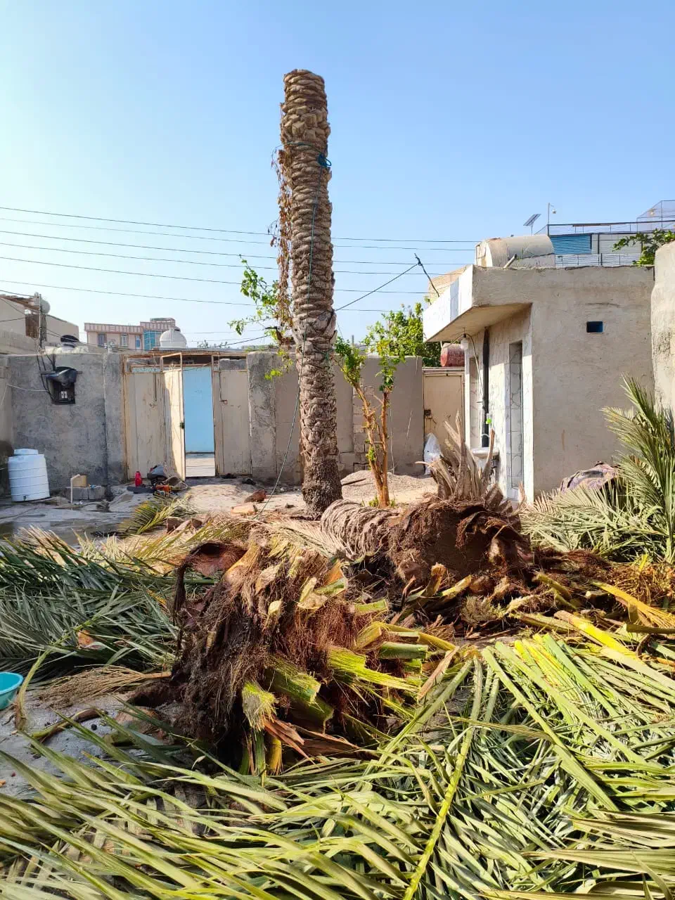 برش نخل قطع نخل در کل استان|خدمات باغبانی و درختکاری|برازجان, |دیوار