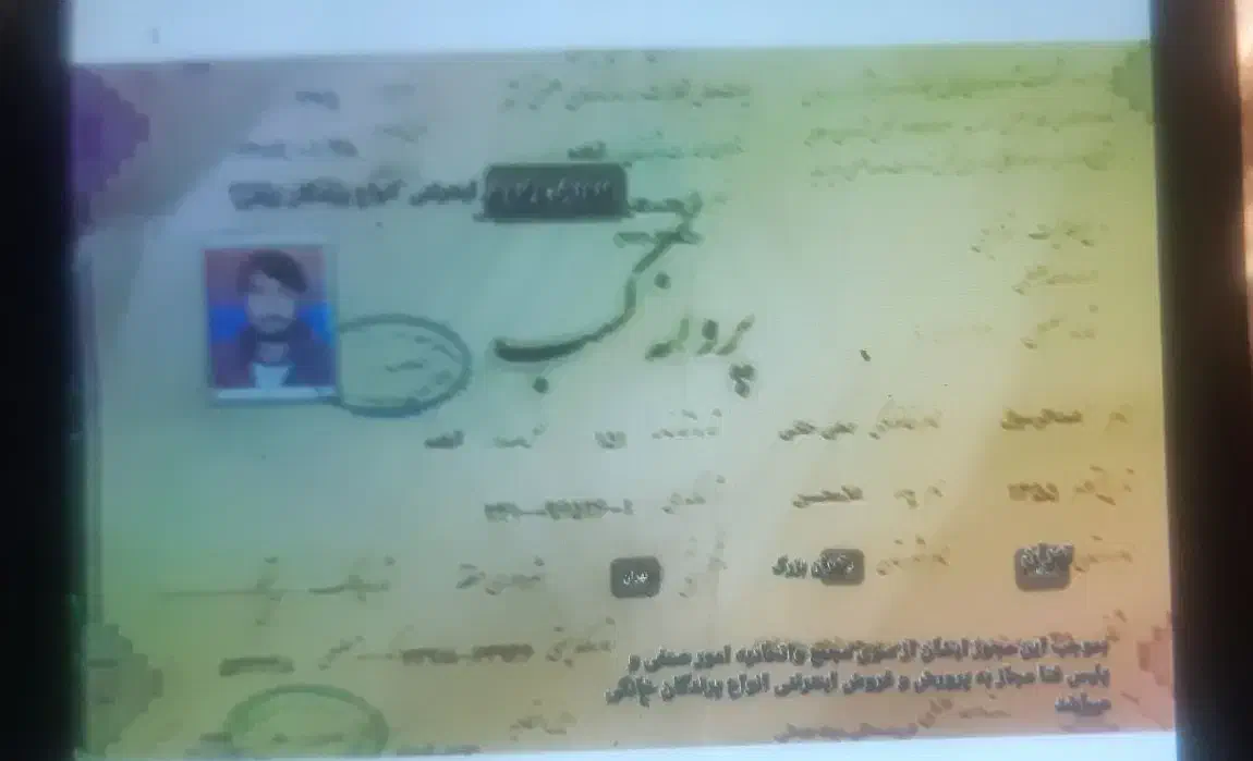 فوری حراج فروش جوجه پرندگان خانگی (انواع طوطی)|پرنده|ری, علایین|دیوار