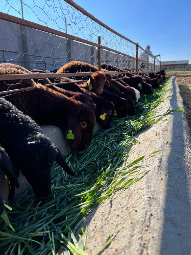 بره قوچ و شیشک قوچی همو شناسنامه دار|حیوانات مزرعه|مشهد, کوثر|دیوار