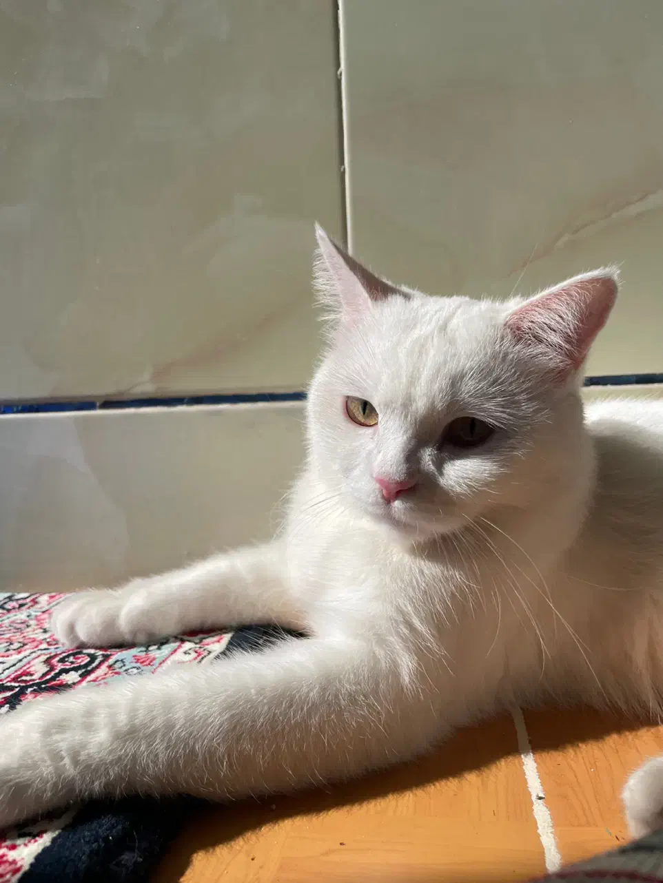 گربه نژاد وان(خاص و کمیاب)|گربه|رفسنجان, |دیوار