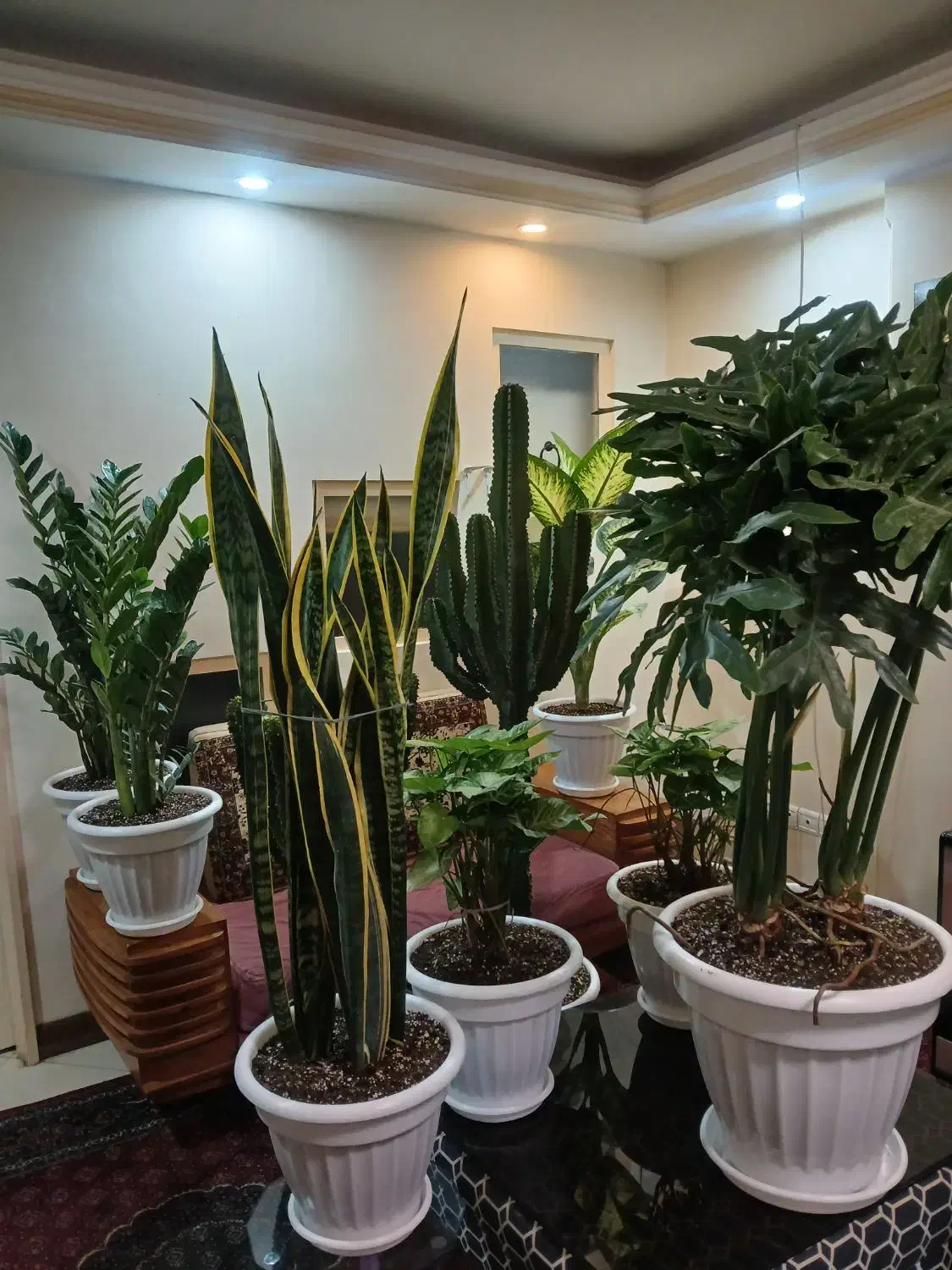 گلهای اپارتمانی زیبا وشاداب|گل و گیاه طبیعی|تهران, دهقان|دیوار