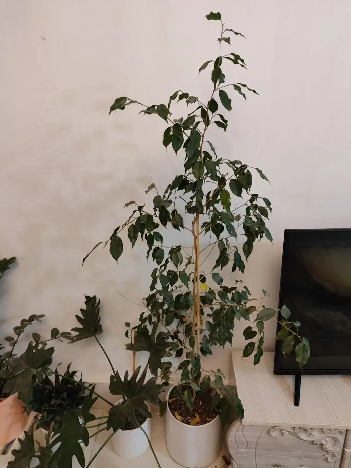 بنجامین|گل و گیاه طبیعی|شاندیز, |دیوار