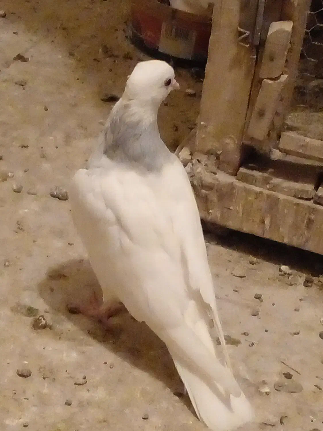 طوقی آبی پرشی|پرنده|قم, شهرک سازمان آب|دیوار