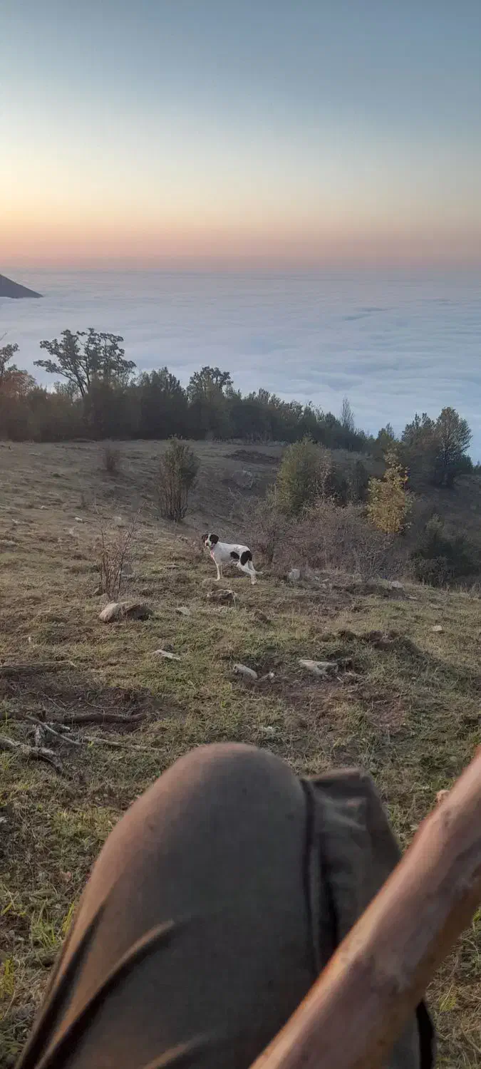 پوینتر دنبلان یاب|سگ|گلی داغ, |دیوار