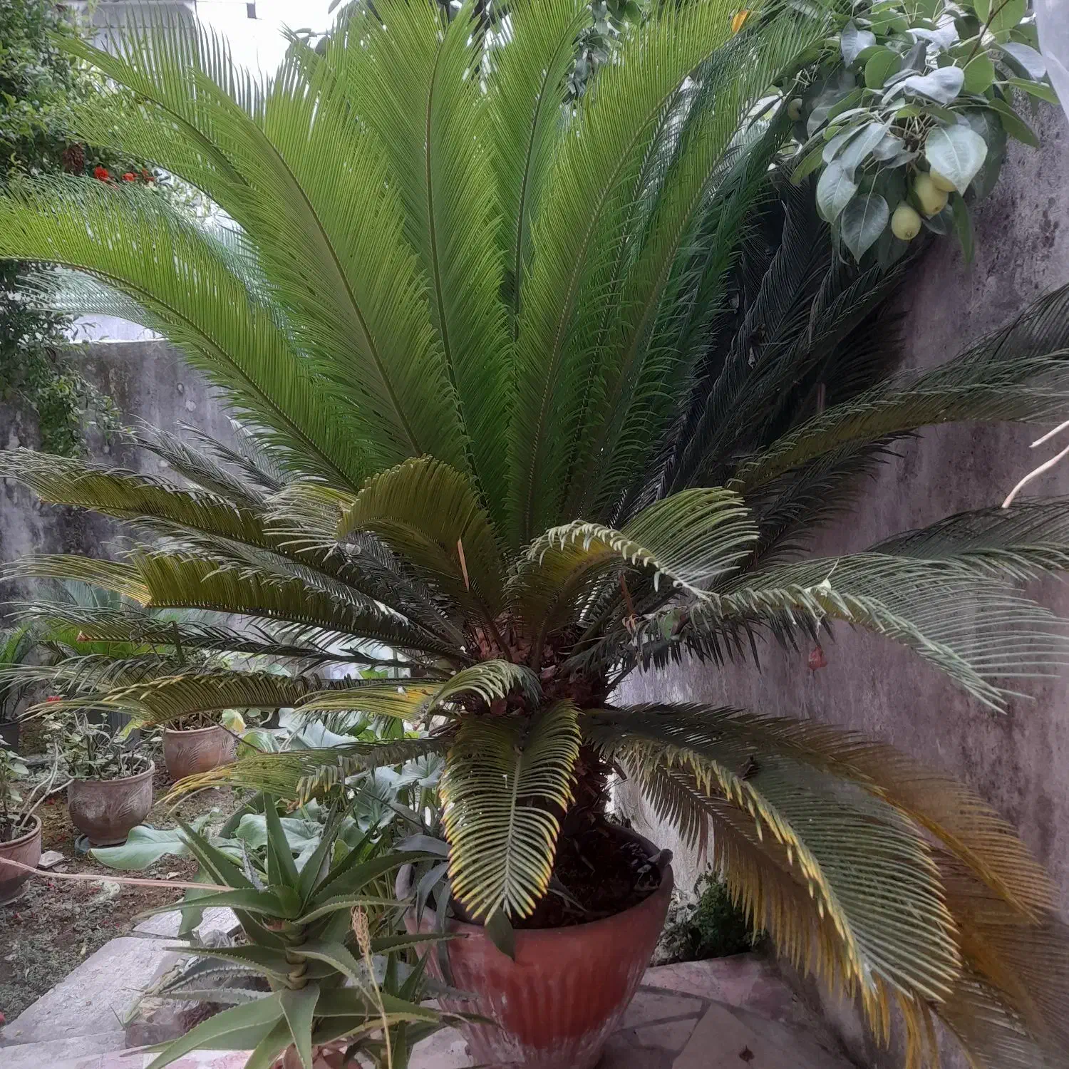 یک عددسیکاس ۸ساله|گل و گیاه طبیعی|بهارستان, |دیوار