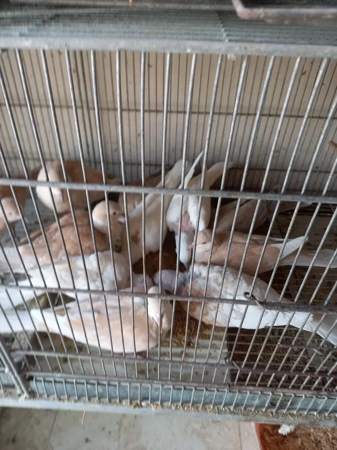 عروس هلندی و کبوتر|پرنده|درگهان, |دیوار