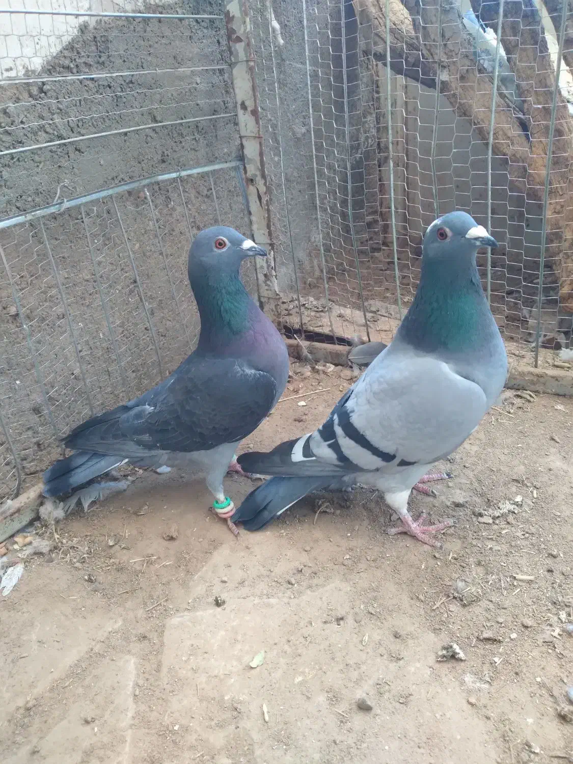 کفتر ماده|پرنده|سده (خراسان جنوبی), |دیوار