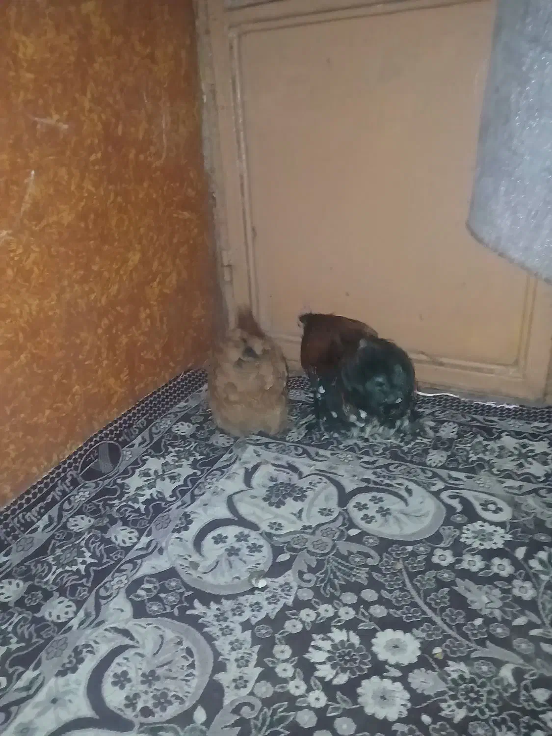 مرغ کوشین|حیوانات مزرعه|بومهن, |دیوار