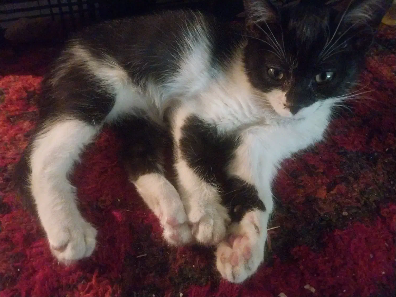 واگذاری 4عدد بچه گربه 2ماهه|گربه|کرمانشاه, |دیوار