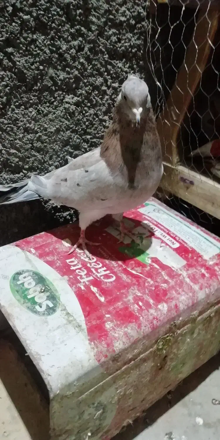 کبوتر|پرنده|قوچان, |دیوار