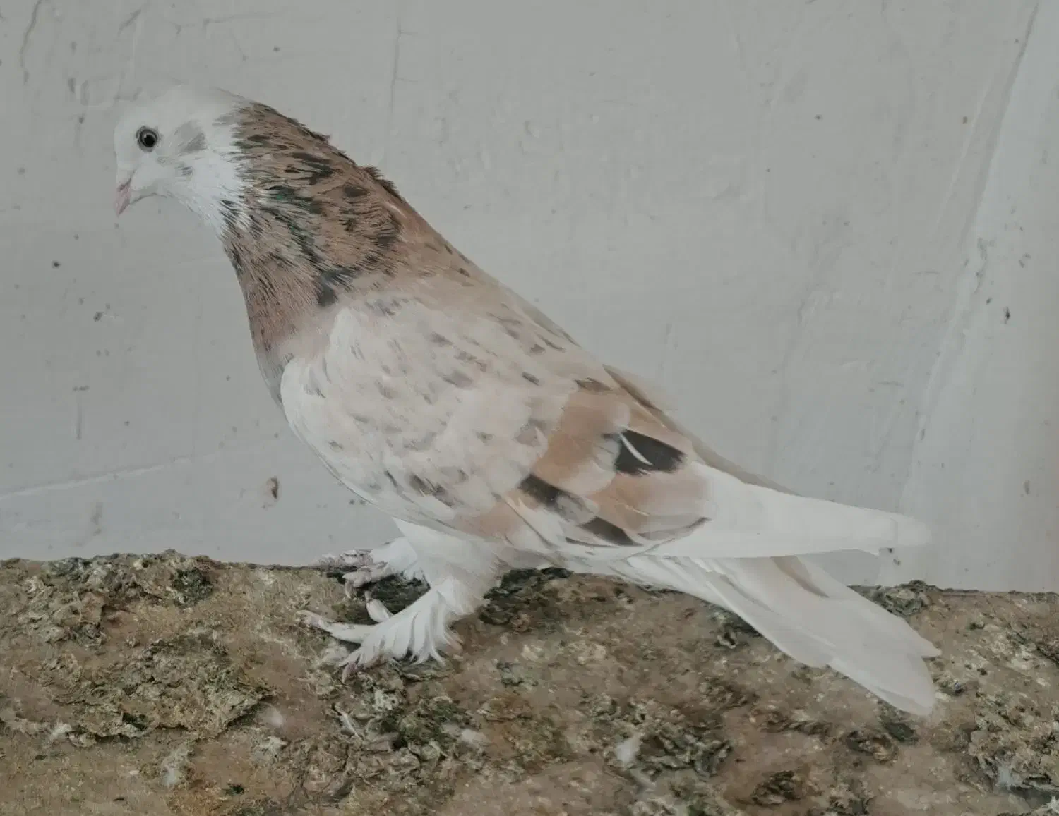 کبوتر یا کفتر پرشی|پرنده|چهاردانگه (تهران), |دیوار