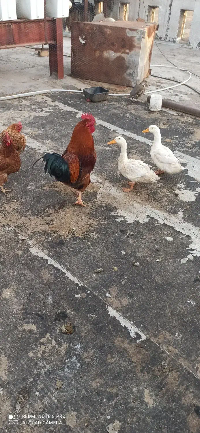 مرغ وخروس محلی|حیوانات مزرعه|مرودشت, گندم‎|دیوار