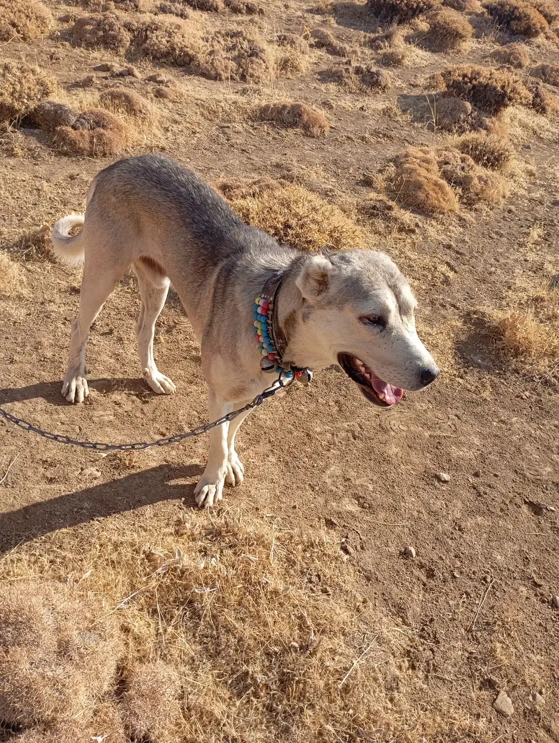 سگ سرابی|سگ|دیواندره, |دیوار