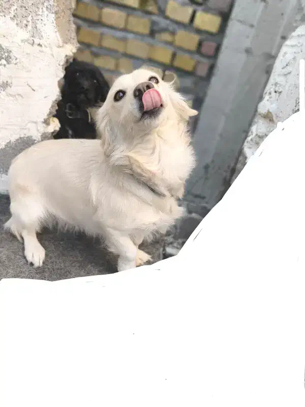 فروشی|سگ|کرمان, |دیوار