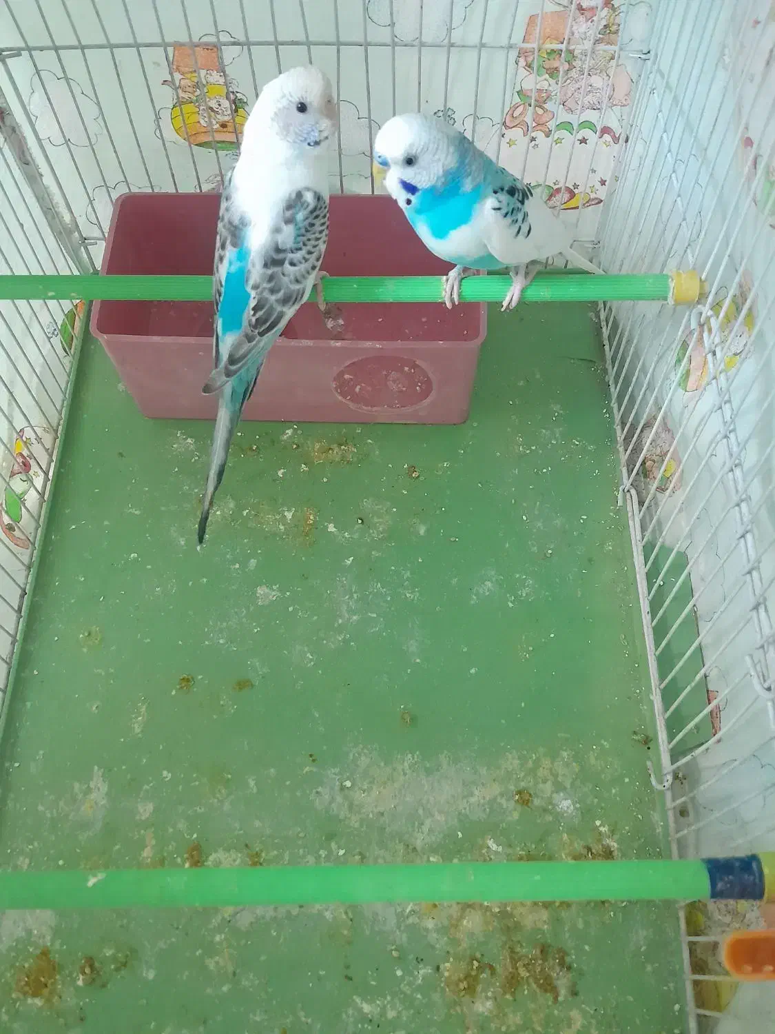 مرغ عشق|پرنده|قرچک, مهدیه|دیوار