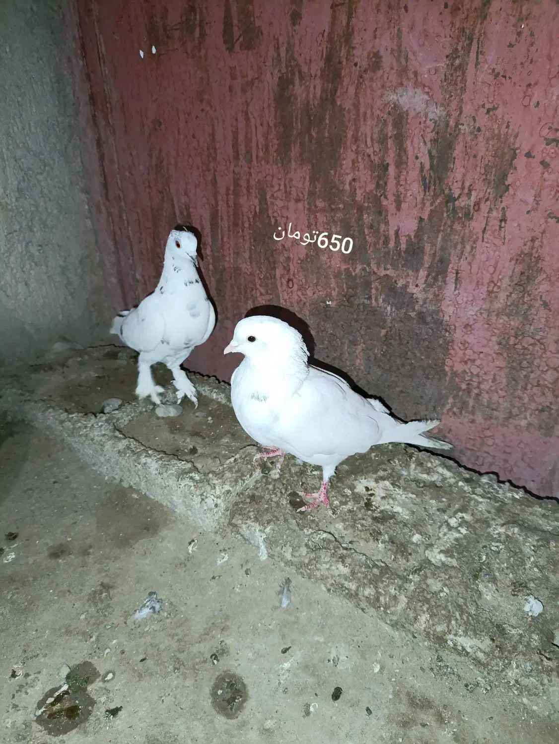 کبوتر پاکستانی|پرنده|بمپور, |دیوار