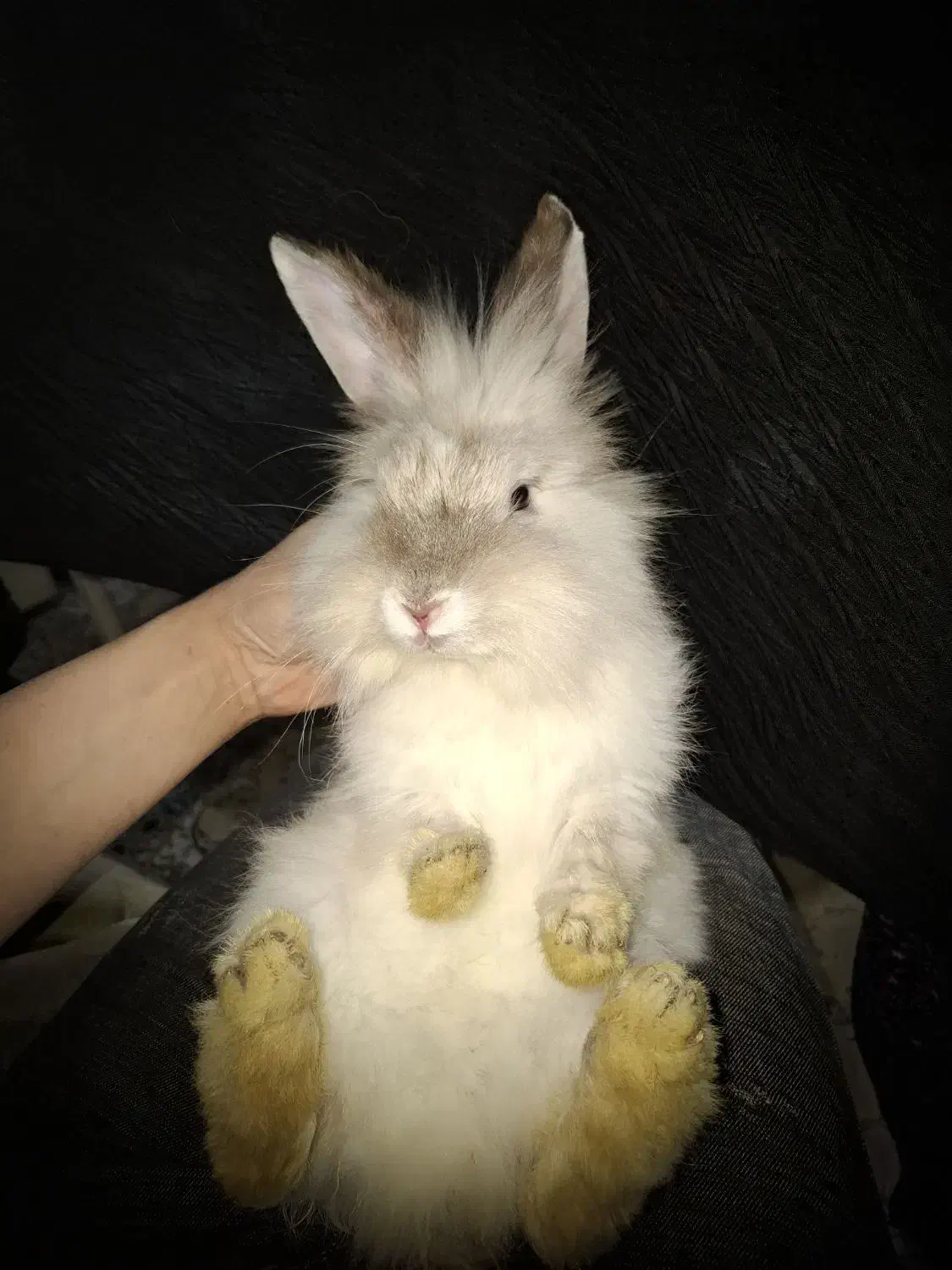 خرگوش های لوپ جرسی و لوپ آنگورا|موش و خرگوش|قم, جهان بینی|دیوار