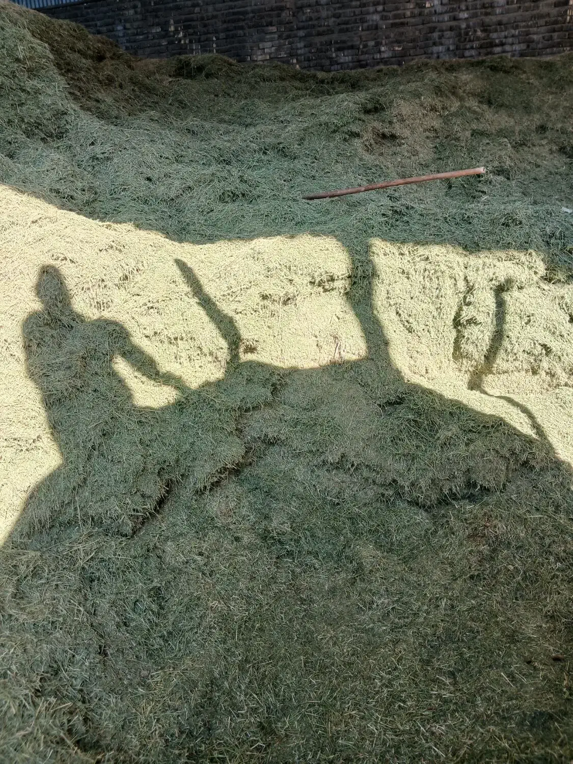 کاه یونجه|عمده‌فروشی|شیراز, جوادیه|دیوار