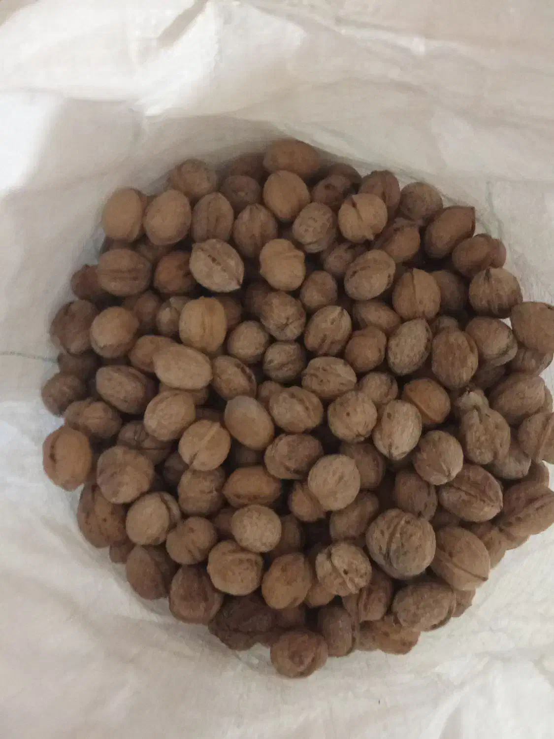 گردو تازه امسالی کیلو 400|حراج|چناران, |دیوار