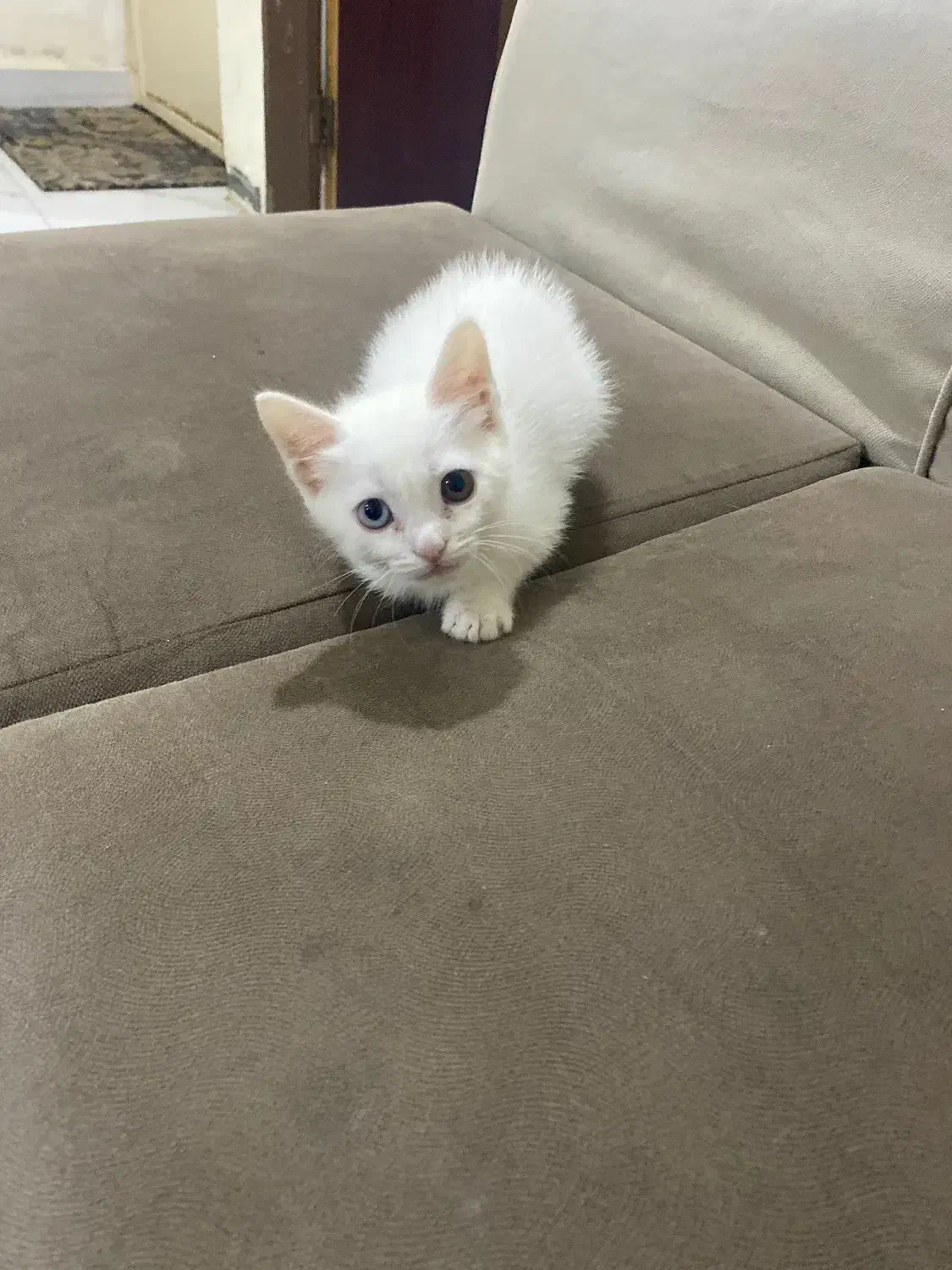 توله گربه پرشین سفید نر و ماده|گربه|اهواز, پردیس دو|دیوار