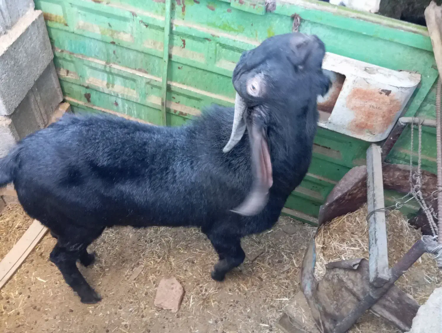 چپیش بز نر|حیوانات مزرعه|ابرکوه, |دیوار