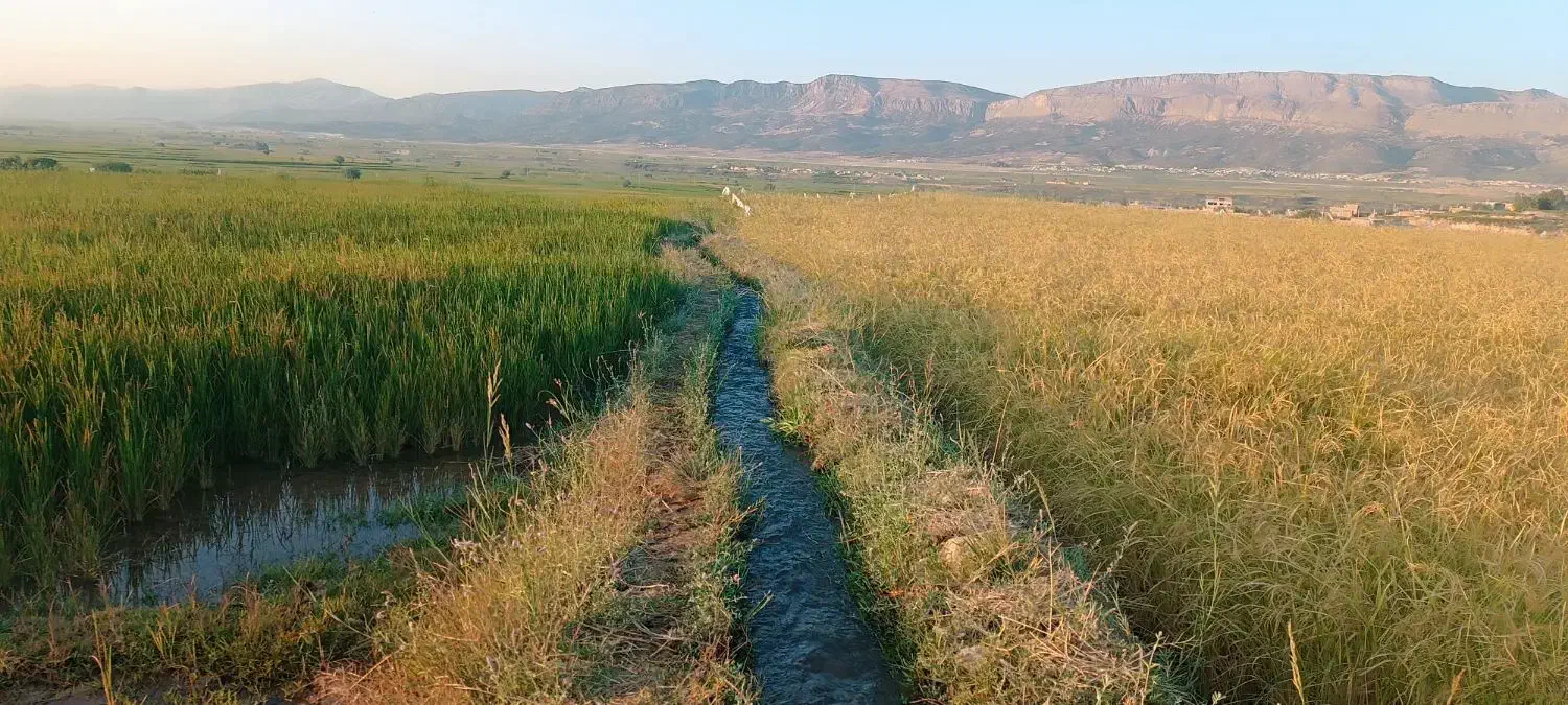 برنج کامفیروزی|خوردنی و آشامیدنی|شیراز, بعثت|دیوار