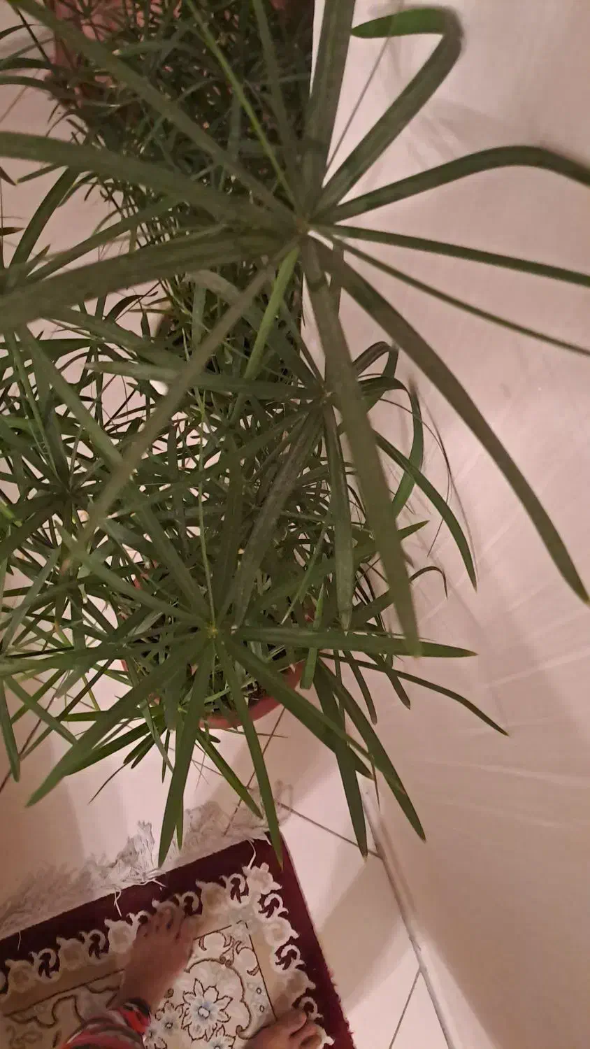 نخل مرداب|گل و گیاه طبیعی|تهران, قیطریه|دیوار