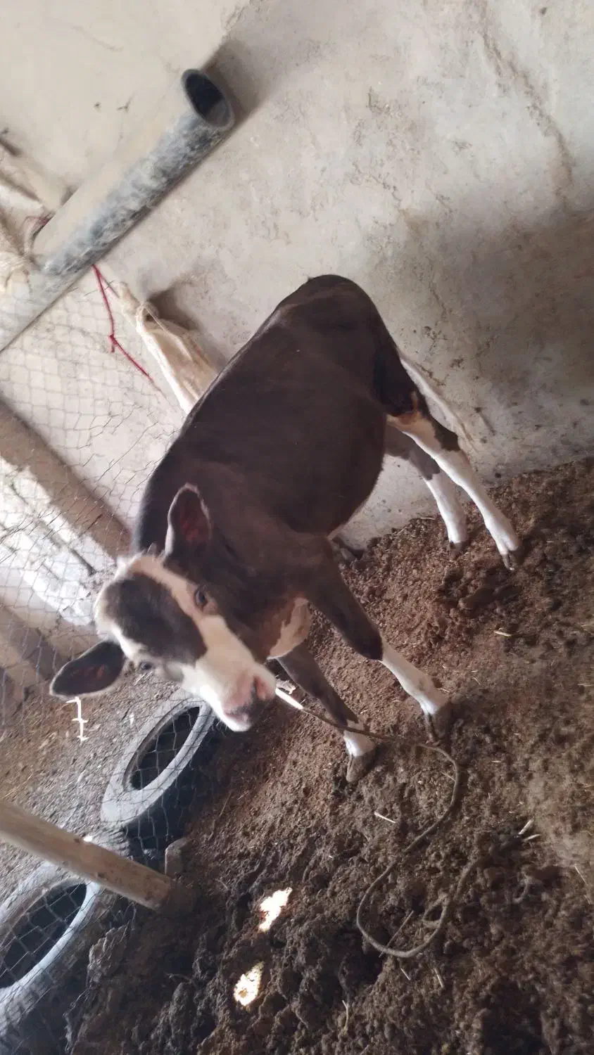 گاو|حیوانات مزرعه|چمران, |دیوار